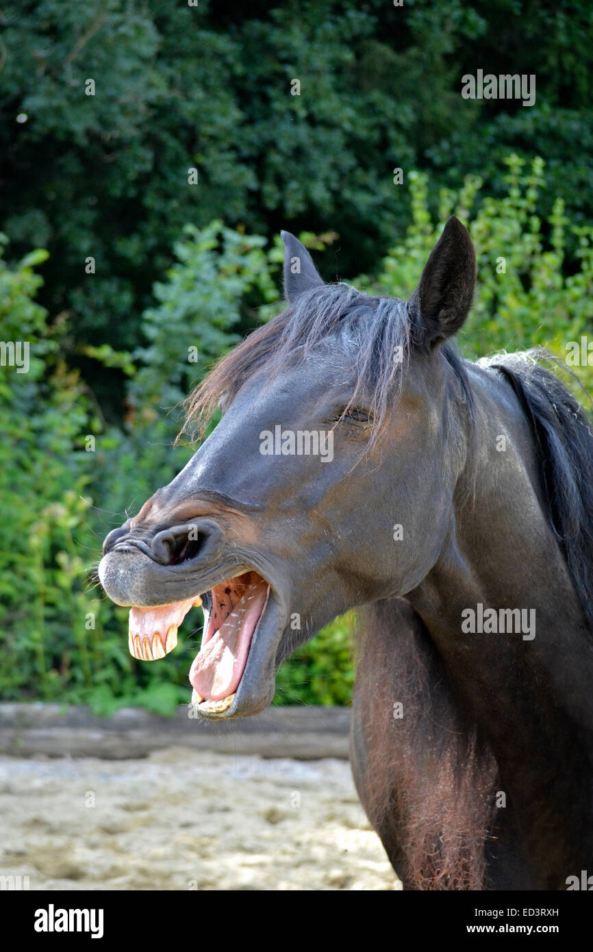 funny smiling horse Stock Photo
