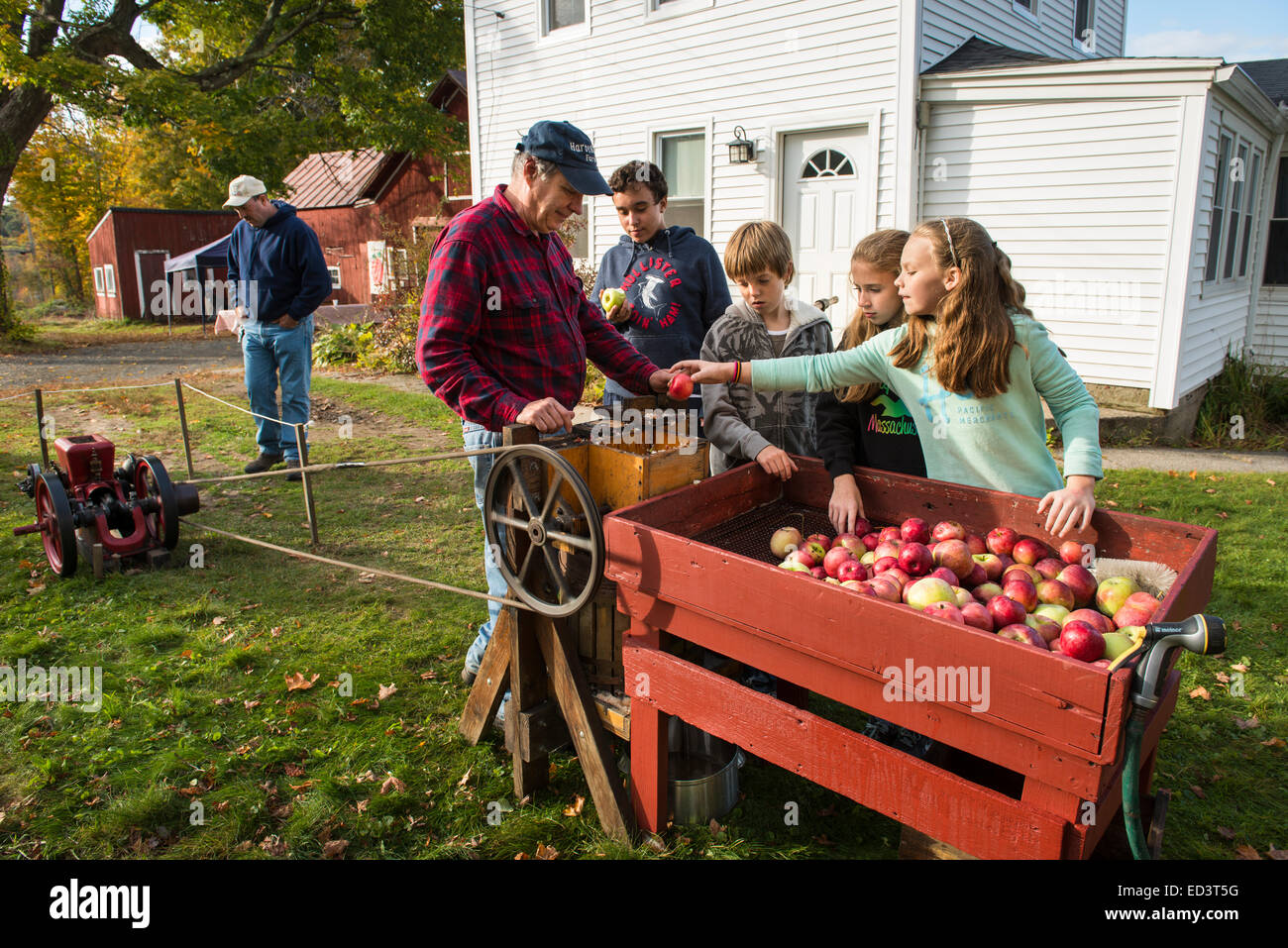 Traditional apple cider making Stock Photo Alamy