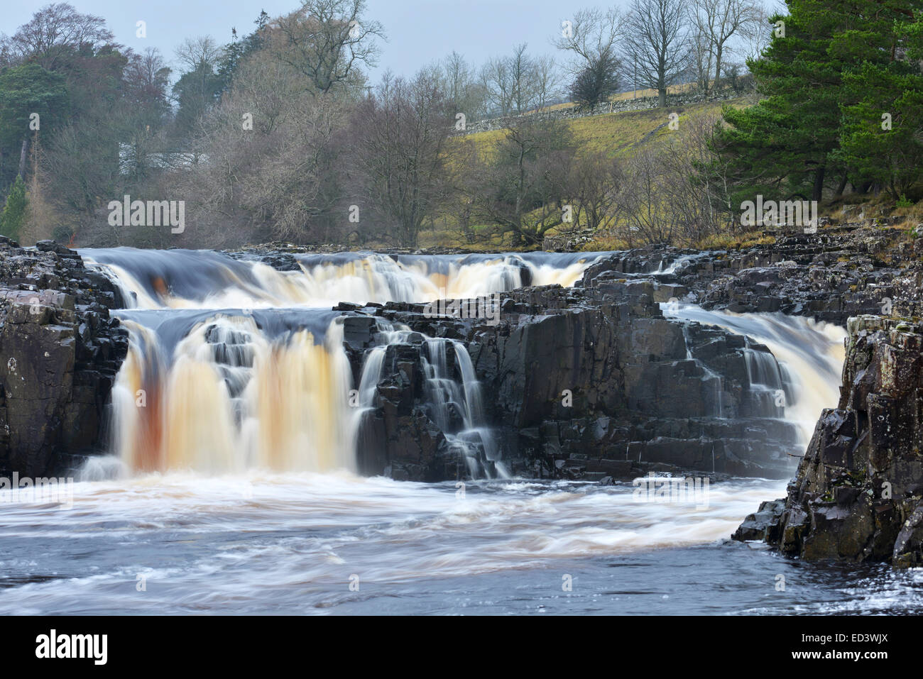 Bowlees, Middleton in Teesdale, County Durham. 26th December 2014. Low Force Waterfall on Boxing Day. Credit:  Robert Smith/Alamy Live News Stock Photo