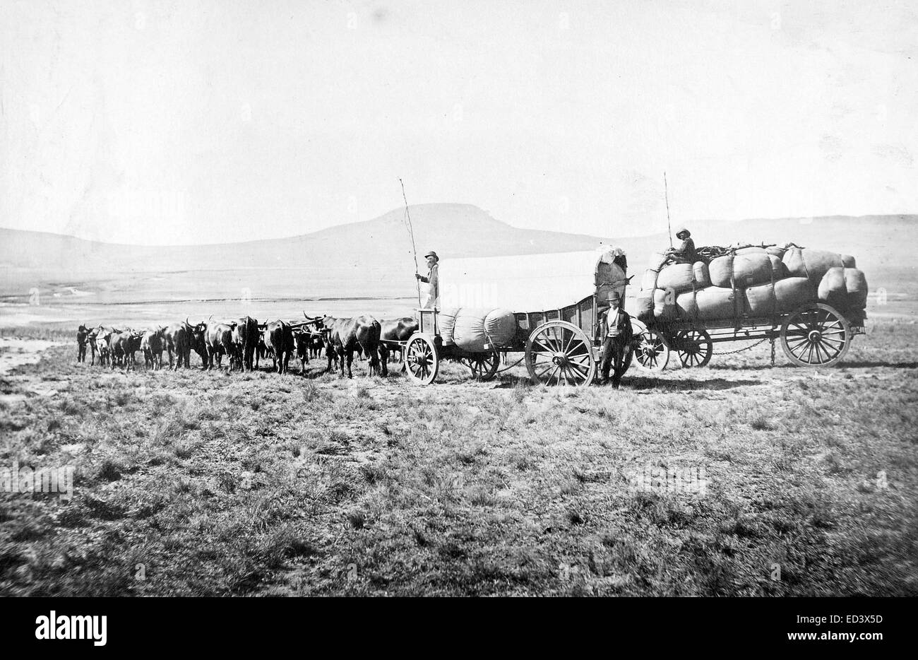 Boer Ox Cart photographed during the 1870s Zulu War Stock Photo