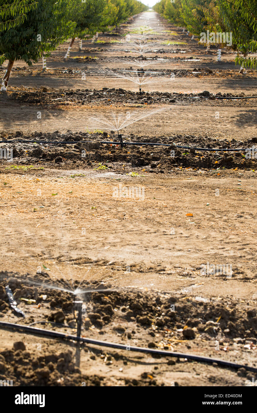 Almond trees spray hires stock photography and images Alamy