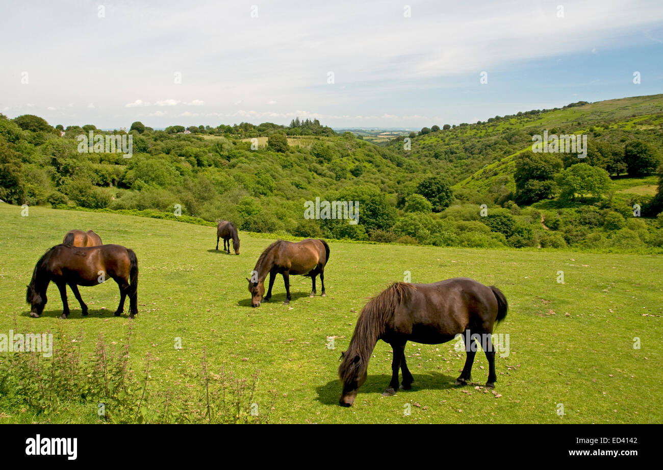 Dartmoor ponies near Belstone on Dartmoor, with Belstone Cleave beyond Stock Photo