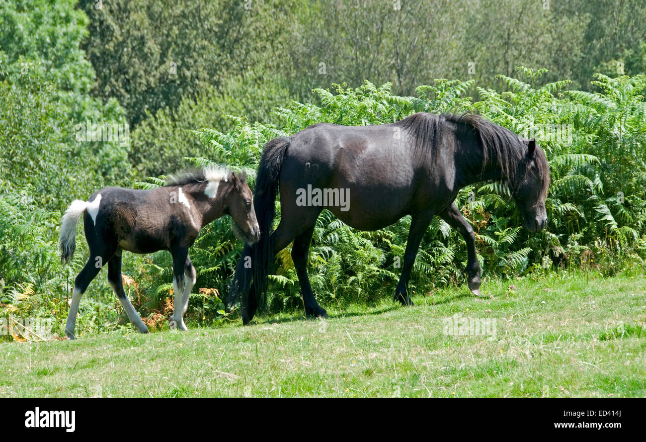 Dartmoor ponies near Belstone on Dartmoor Stock Photo