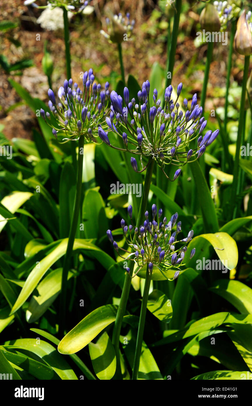 Ile de Brehat,Agapanthus flower, Cotesd'Armor, Bretagne, France Stock