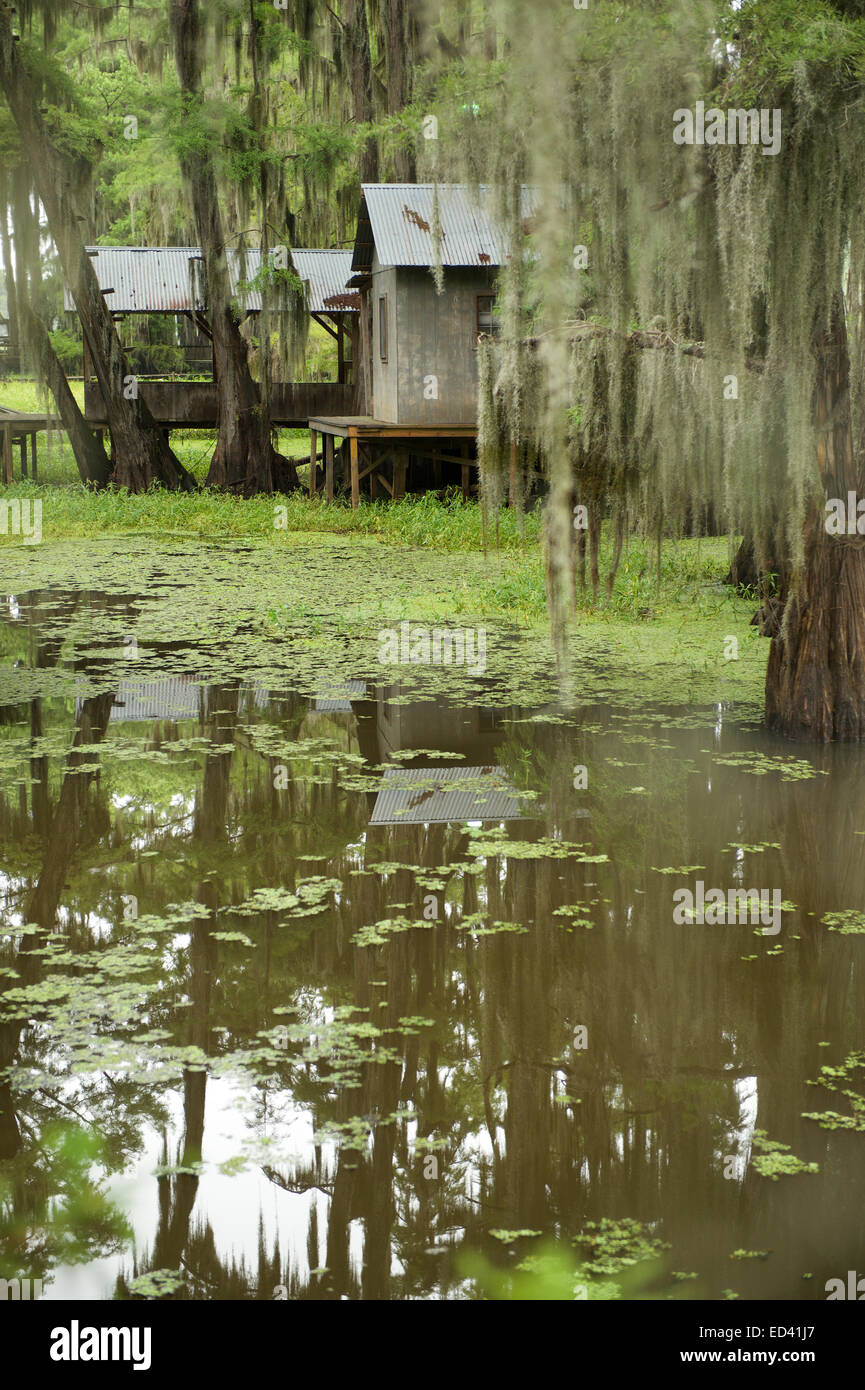 Swamp bayou scene of the American South featuring bald cypress trees with green water in Caddo Lake Texas Stock Photo