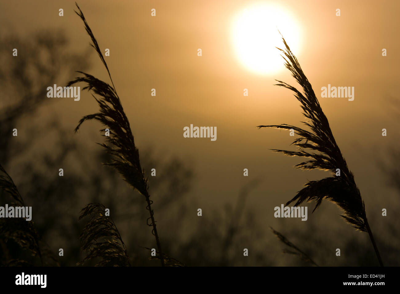 reed bed seed head Stock Photo Alamy