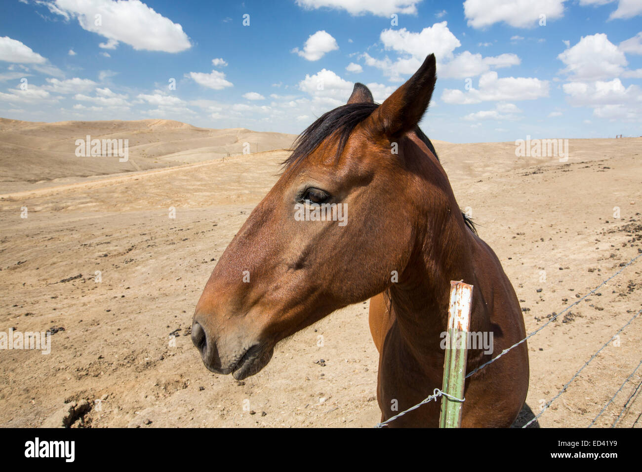 A horse in a drought parched landscape in Bakersfield, California, USA. following the four year long drought, Bakersfield is now the driest city in the USA. Stock Photo