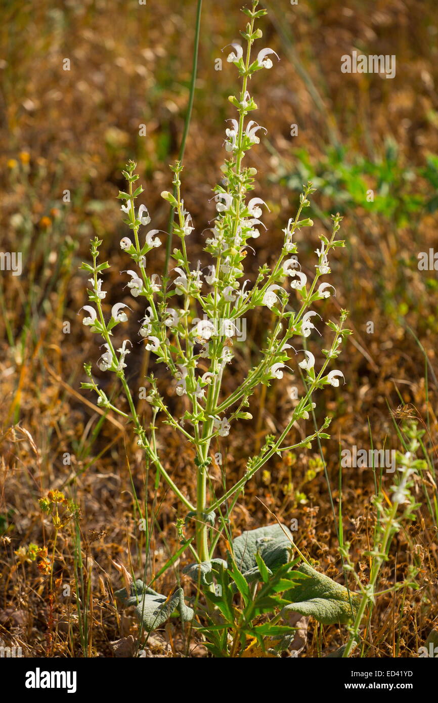 Mediterranean Sage, Salvia aethiopis in flower on steppe, Turkey Stock Photo