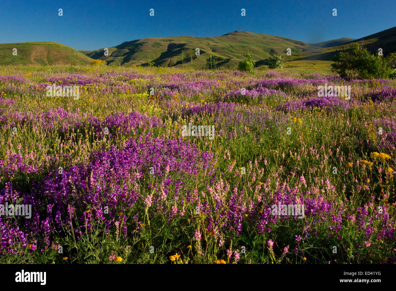 Steppe flower hi-res stock photography and images - Page 2 - Alamy