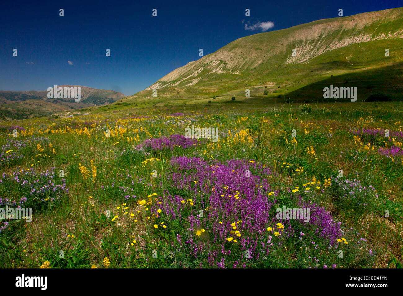Flowery steppe grassland on the Vaukdagi Pass, Karakavan Mountains, north-east Turkey. Stock Photo