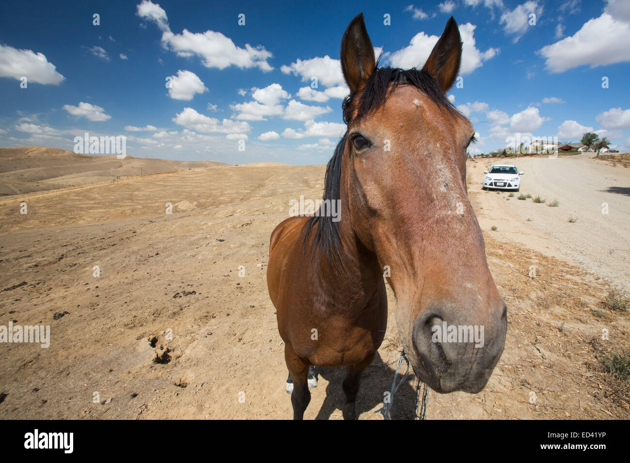 A horse in a drought parched landscape in Bakersfield, California, USA. following the four year long drought, Bakersfield is now the driest city in the USA. Stock Photo