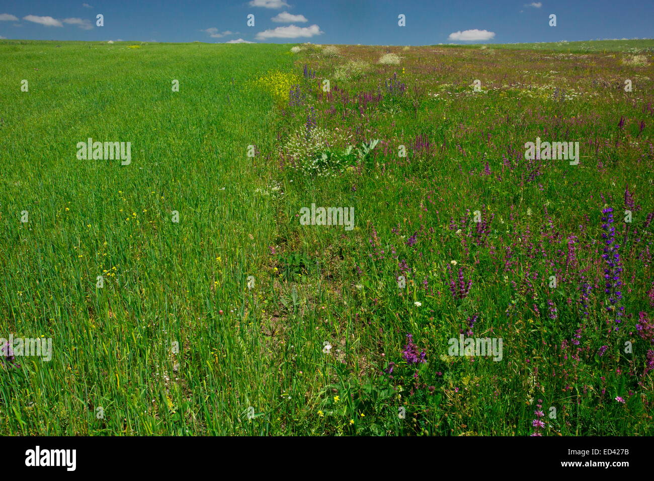 Adjacent fields showing cultivated monoculture and flowery fallow field for comparison. East Turkey Stock Photo