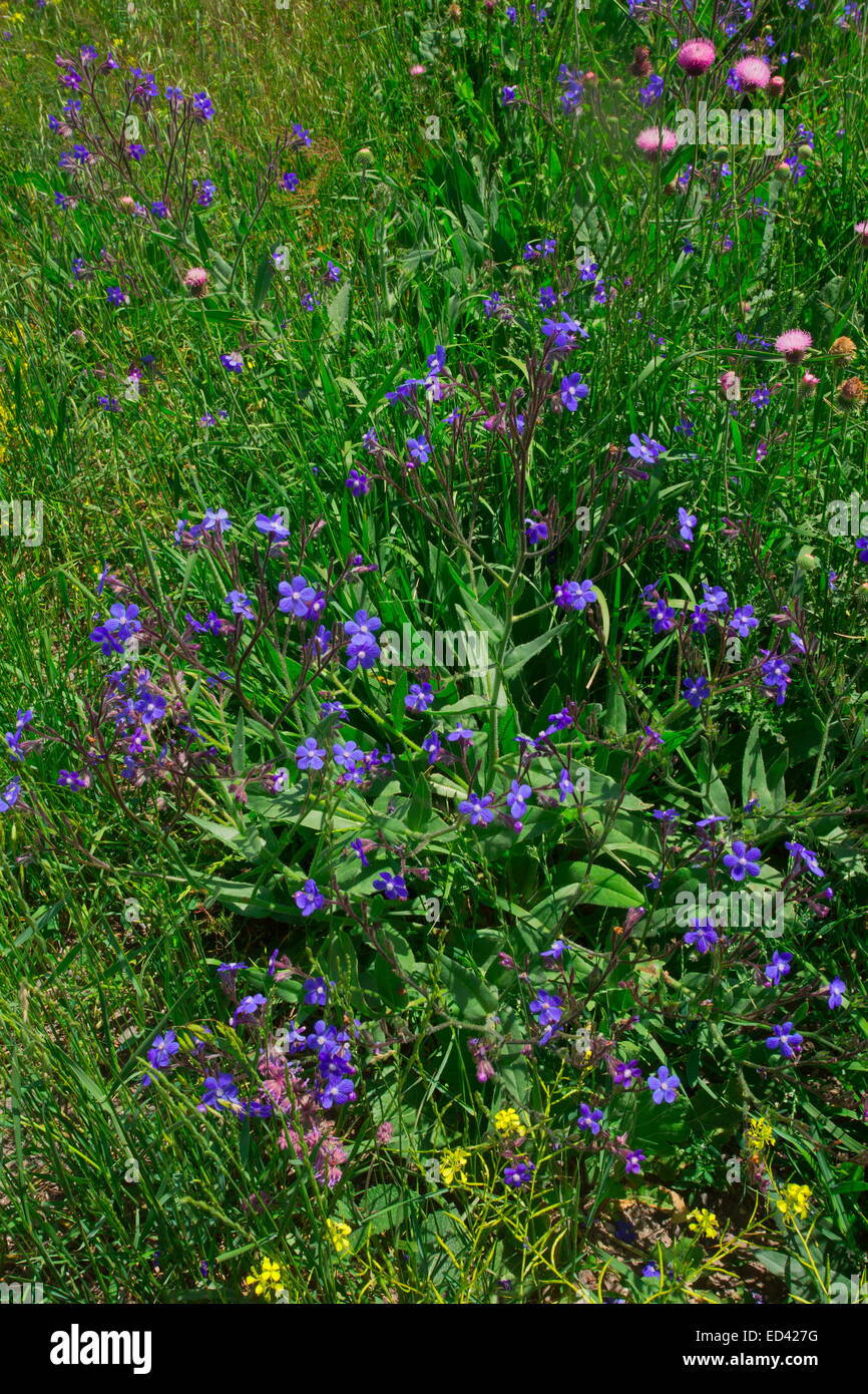 Summer forget-me-not, Anchusa azurea = A. italica wild in Turkey. Stock Photo