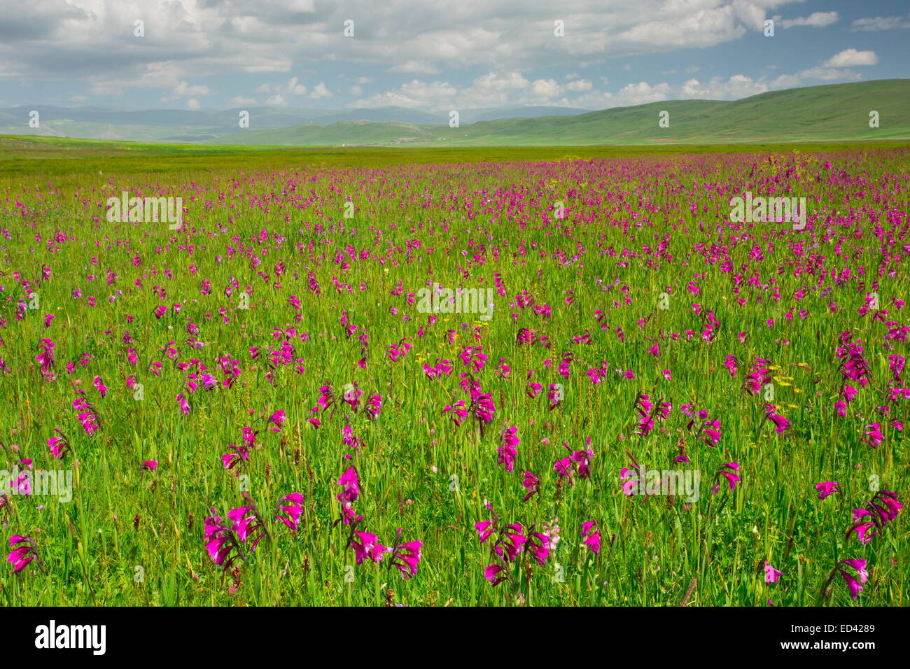 Marsh full of a wild gladiolus, Gladiolus kotschyanus near Cildir, in far eastern  Turkey Stock Photo