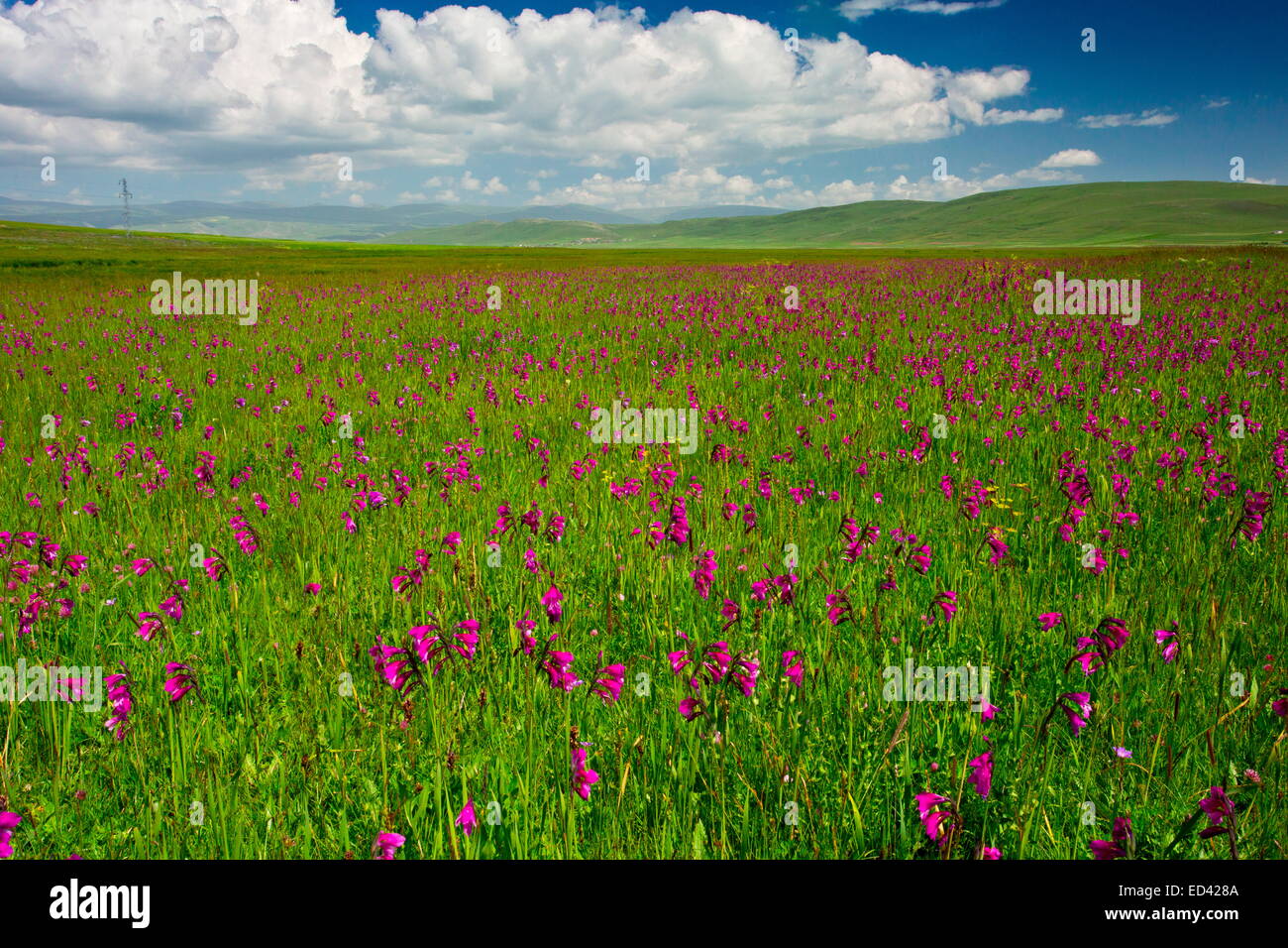 Marsh full of a wild gladiolus, Gladiolus kotschyanus near Cildir, in far eastern  Turkey Stock Photo