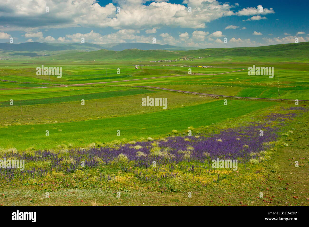 Farmed landscape with Viper's Bugloss, near Cildir, around Aktas Golu lake, far north-east Turkey Stock Photo