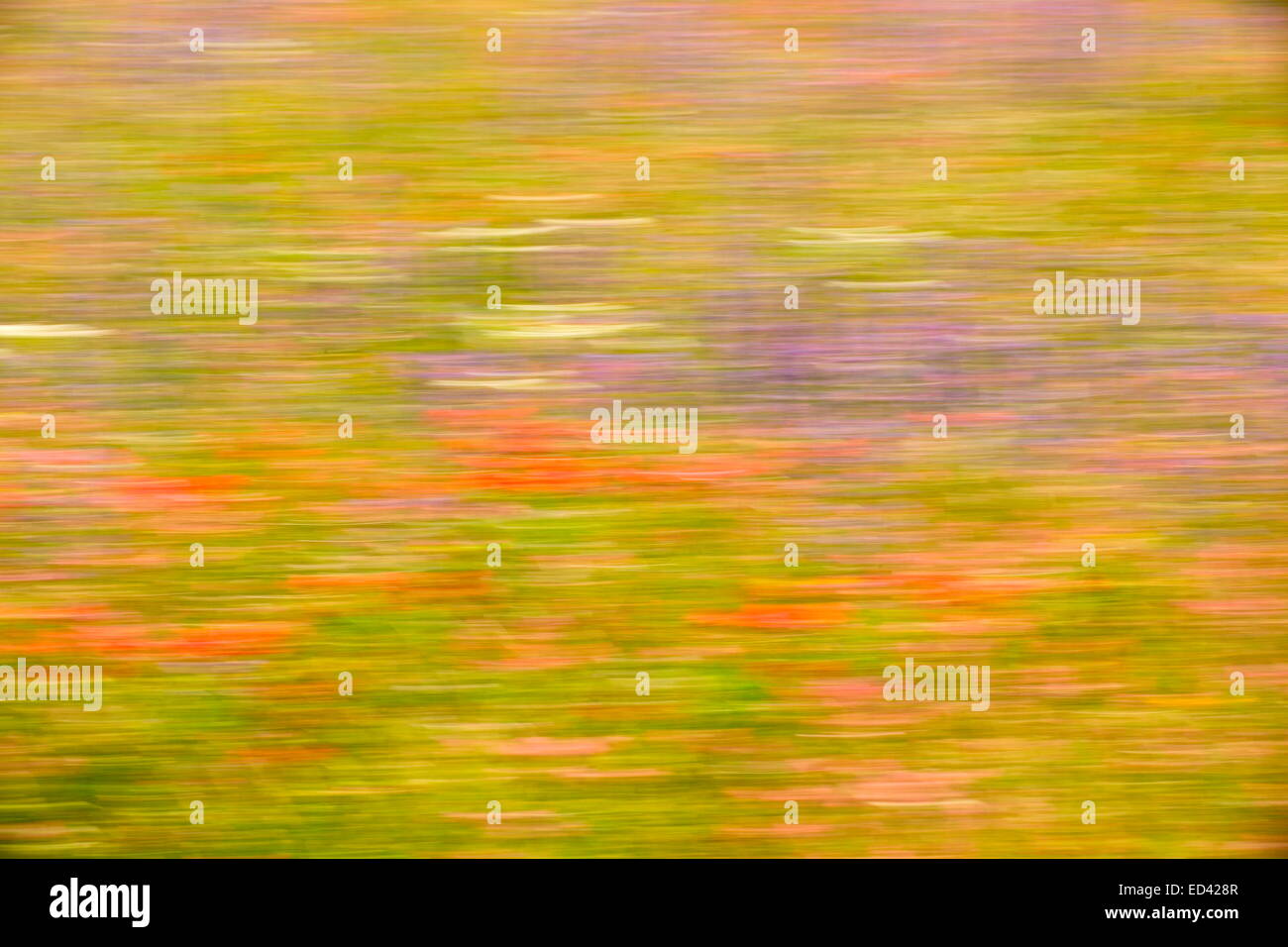 Impressionist view of a flowery meadow in eastern Turkey. Stock Photo