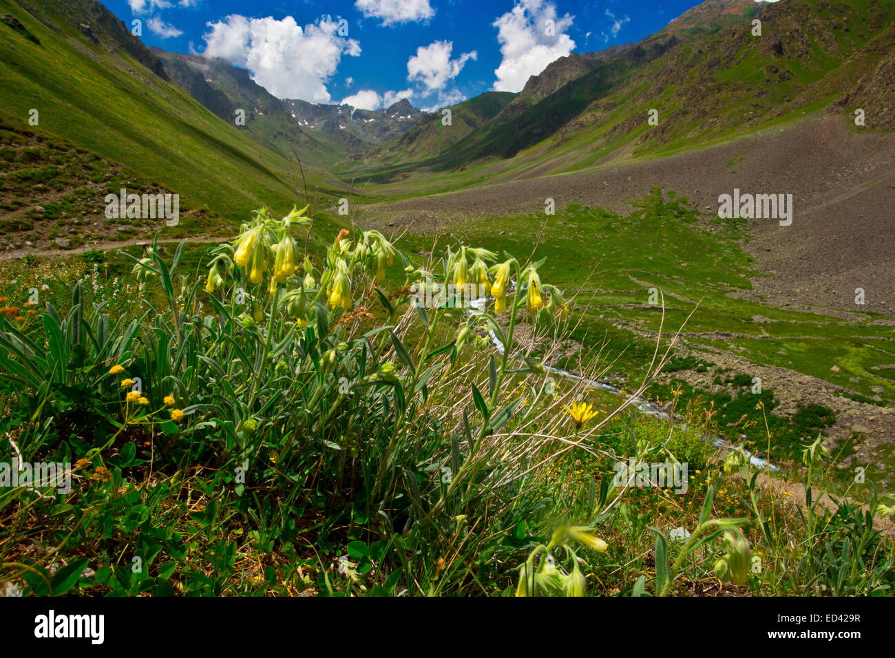A Golden-drop, Onosma bracteosa high in the Olgunlar valley, Kaskar, Pontic Alps, north-east Turkey Stock Photo