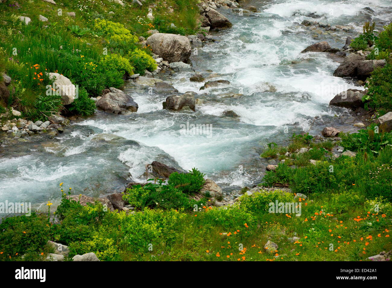 Fast-flowing glacial river, surrounded by flowery pastures, high in the Olgunlar valley, Kaskar, Pontic Alps, north-east Turkey Stock Photo