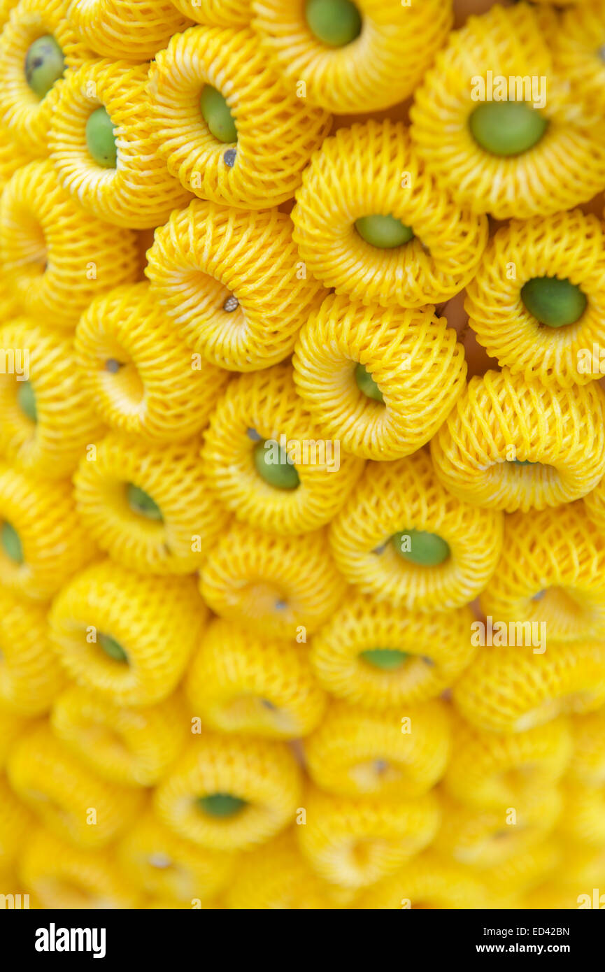 Yellow And Green Stylized Flower Background Decoration At The
