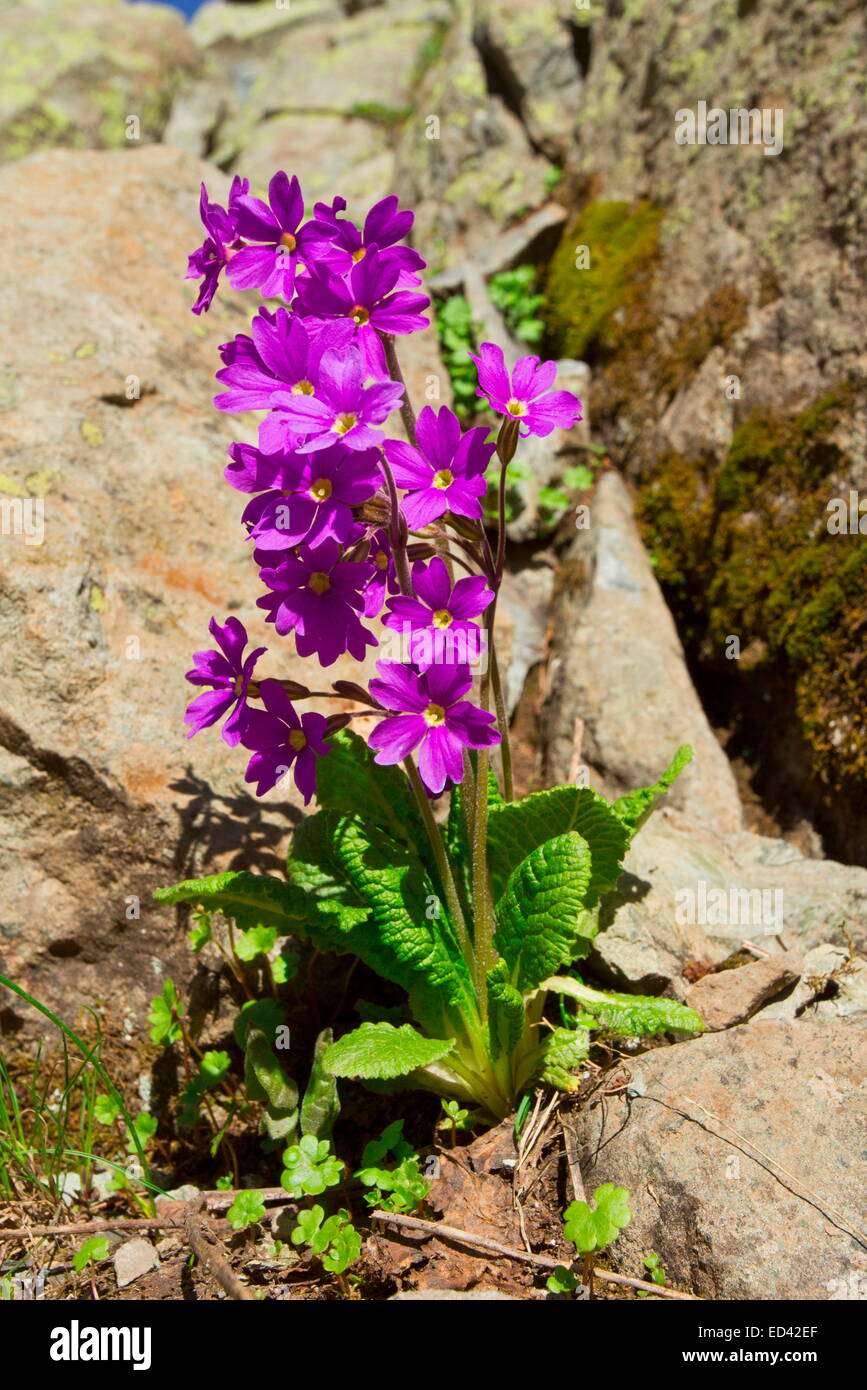A primula, Primula amoena = P. elatior ssp mayeri on the Ovitdagi pass, in the Kaskar Mountains, Pontic Alps. north-east Turkey. Stock Photo