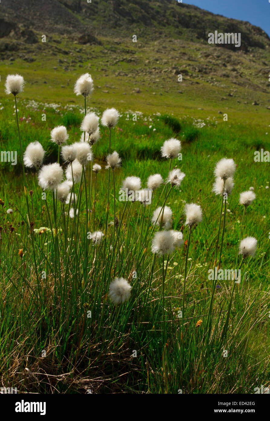 A cotton-grass Eriophorum vaginatum on the Ovitdagi pass, in the Kaskar Mountains, Pontic Alps. north-east Turkey. Stock Photo