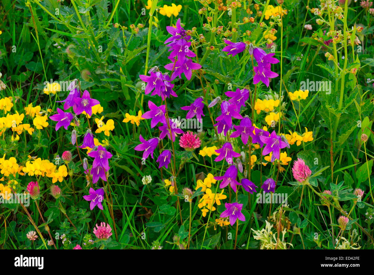 A bellflower, Campanula collina in flowery grassland in the Pontic Alps, north-east Turkey Stock Photo