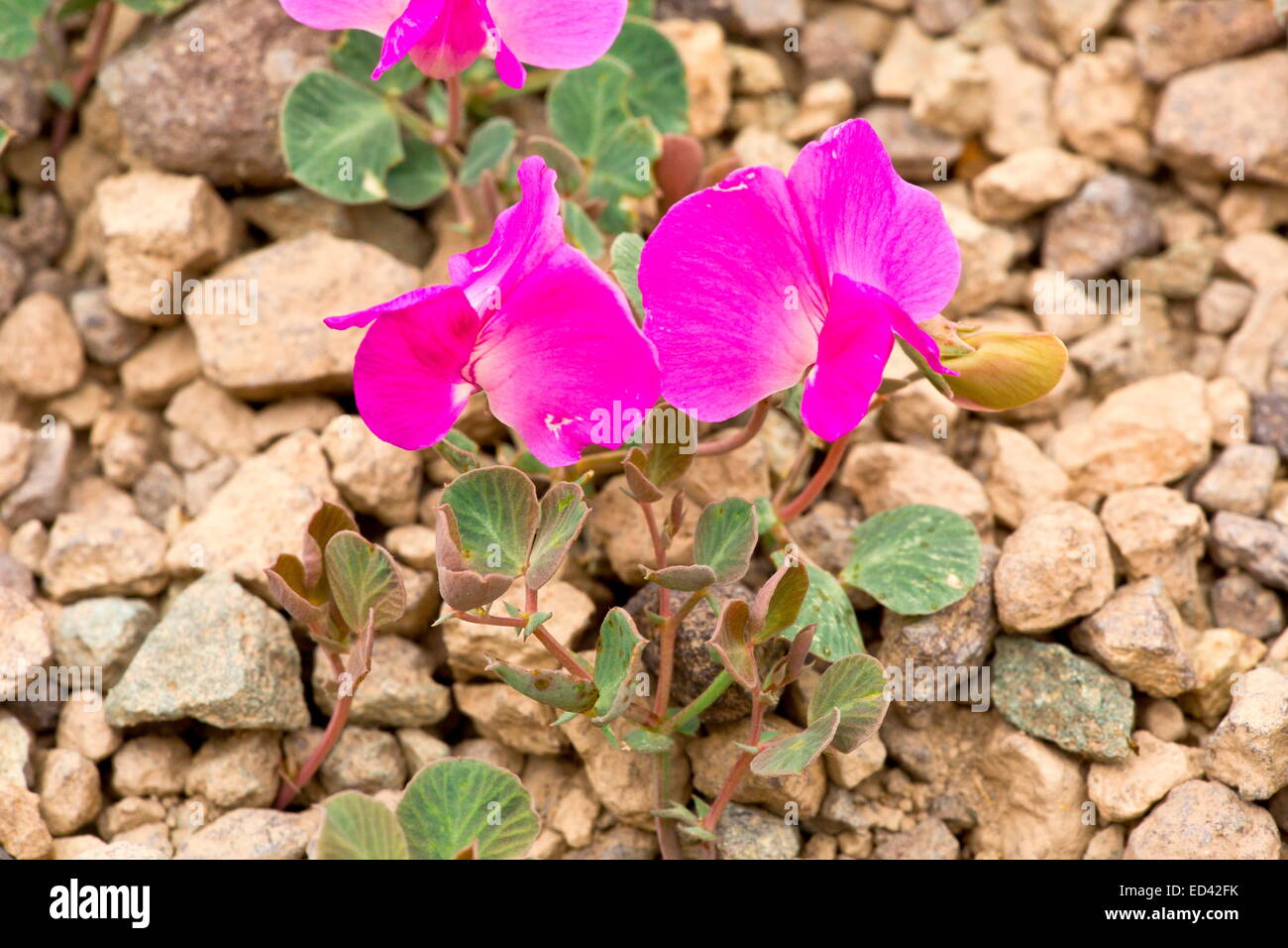 A dwarf patch-forming magenta pea, Vavilovia formosa at 3000m in the Pontic Alps, Turkey Stock Photo