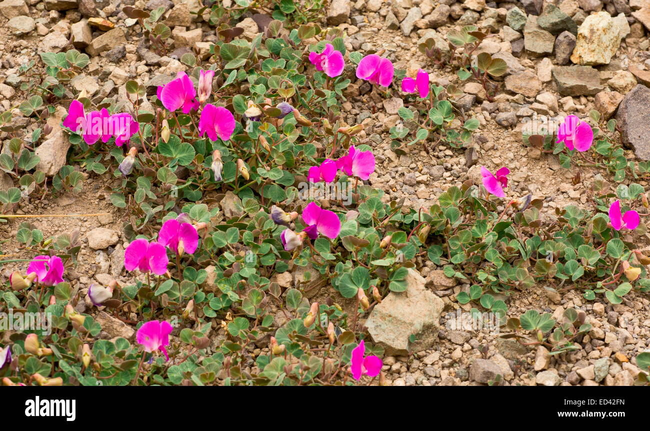 A dwarf patch-forming magenta pea, Vavilovia formosa at 3000m in the Pontic Alps, Turkey Stock Photo