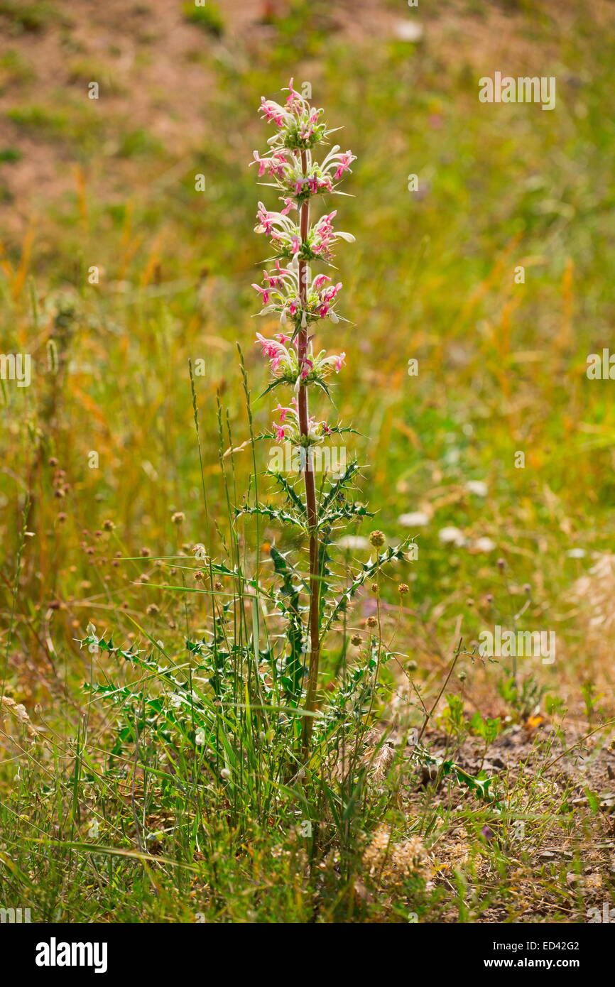 An ornamental plant in the teasel family, Morina persica  in north-east Turkey. Stock Photo