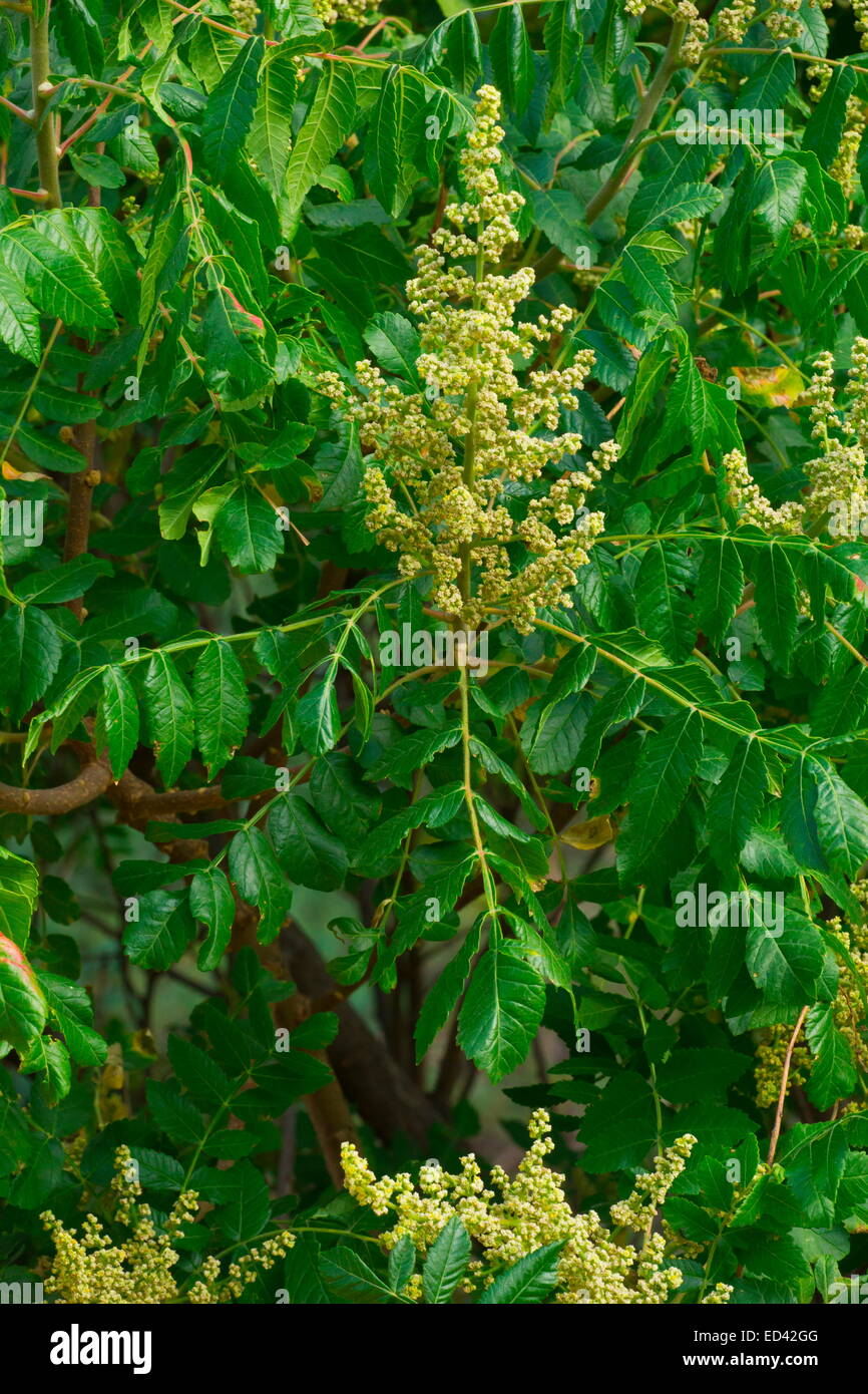 Sumac, Rhus coriaria in flower, Turkey Stock Photo - Alamy