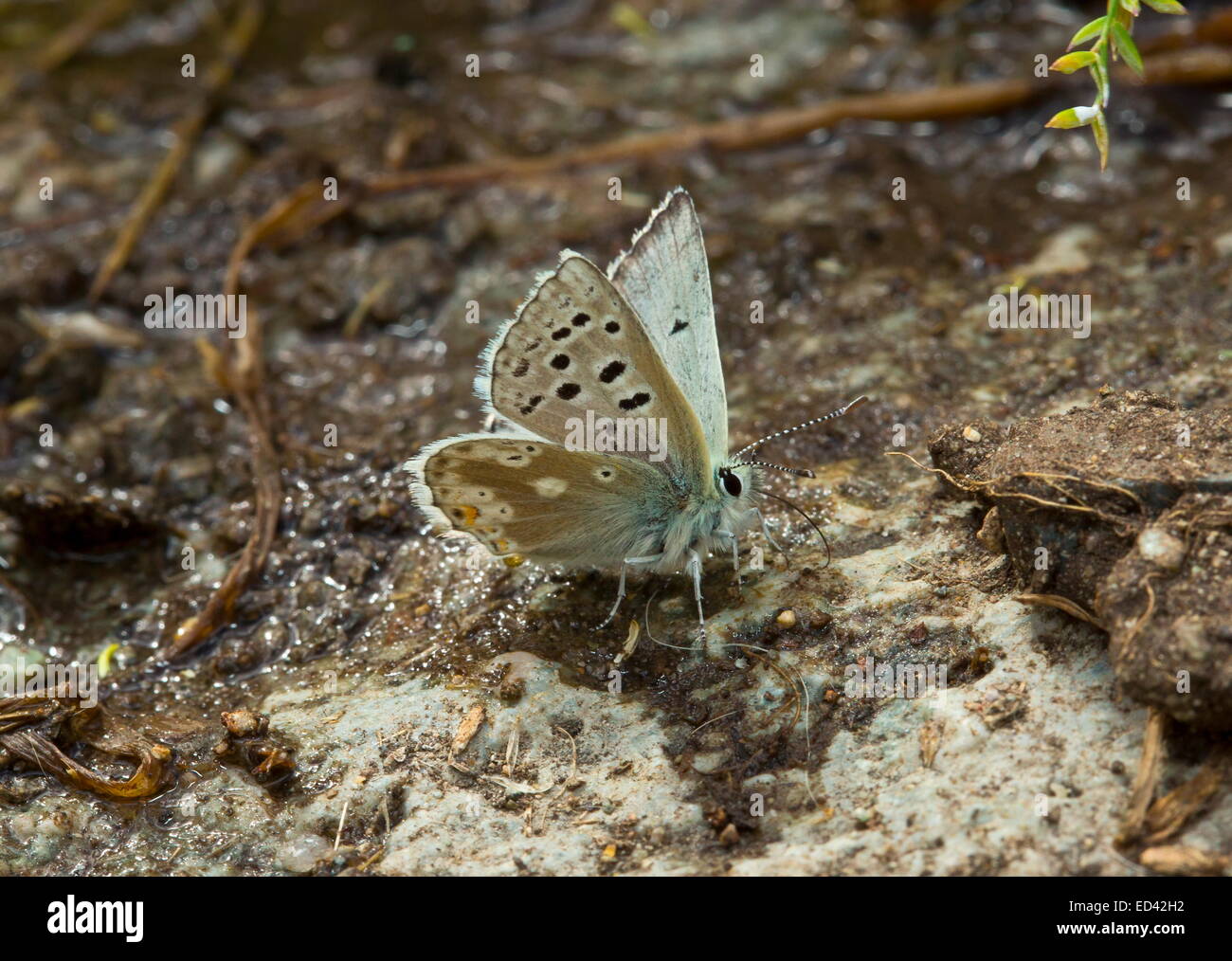 Gavarnie Blue, Plebejus pyrenaicus, mud-puddling in the Pontic Alps, Turkey Stock Photo