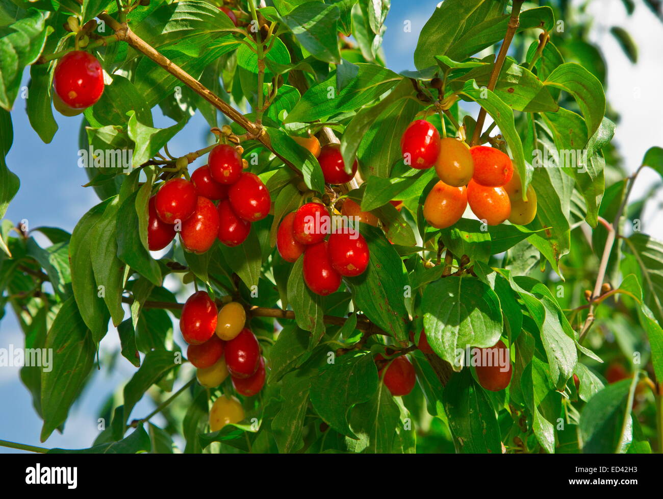 Ripe Cornelian Cherries, Cornus mas, ready to pick. Turkey. Stock Photo