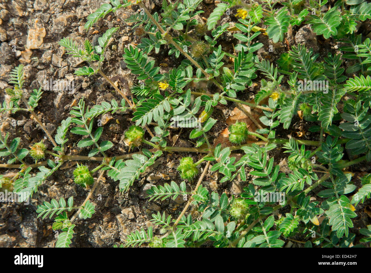 caltrop, or  Puncturevine, Tribulus terrestris in fruit and flower. Widespread weed. Turkey Stock Photo
