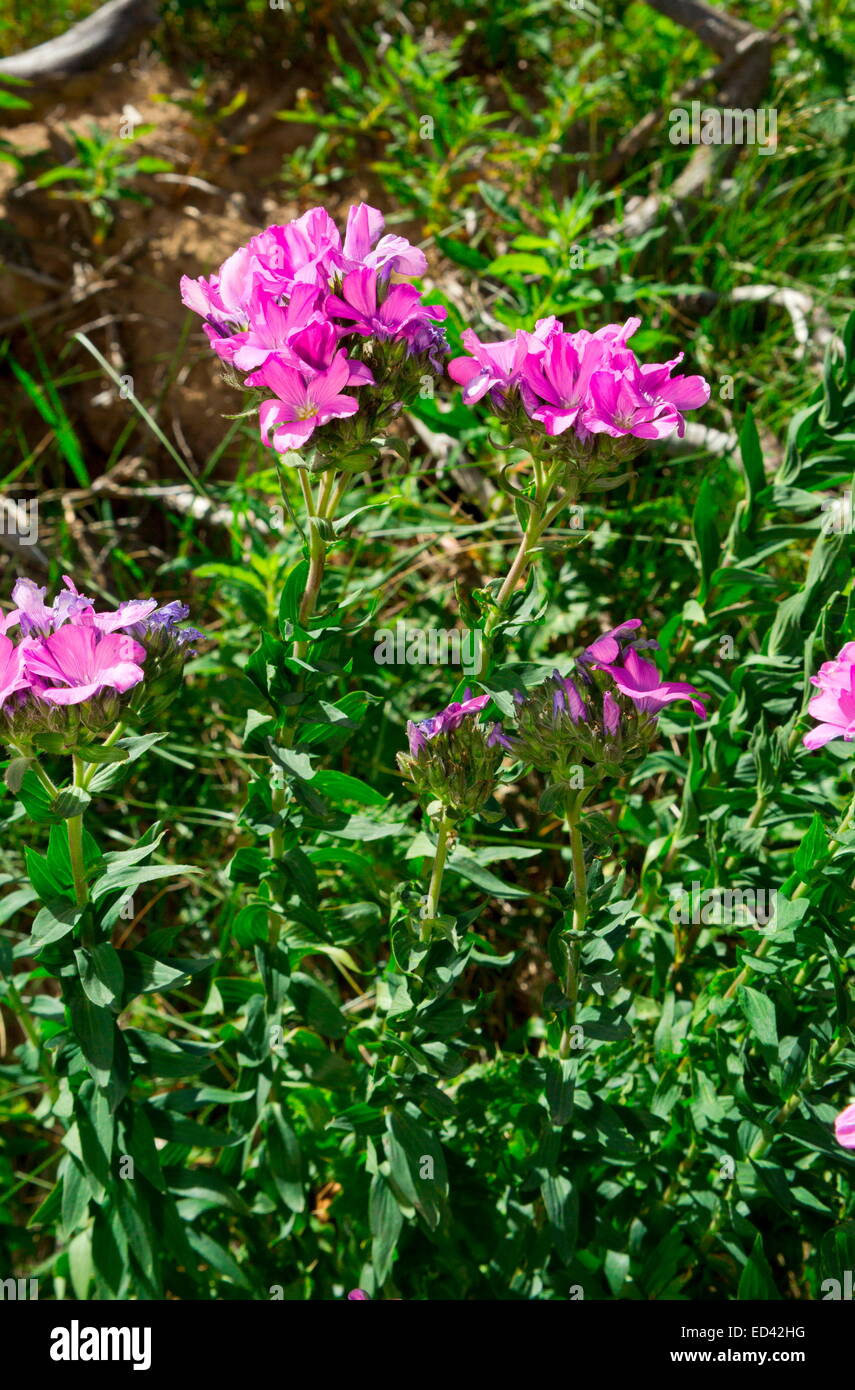 Pink flax linum hypericifolium hi-res stock photography and images - Alamy