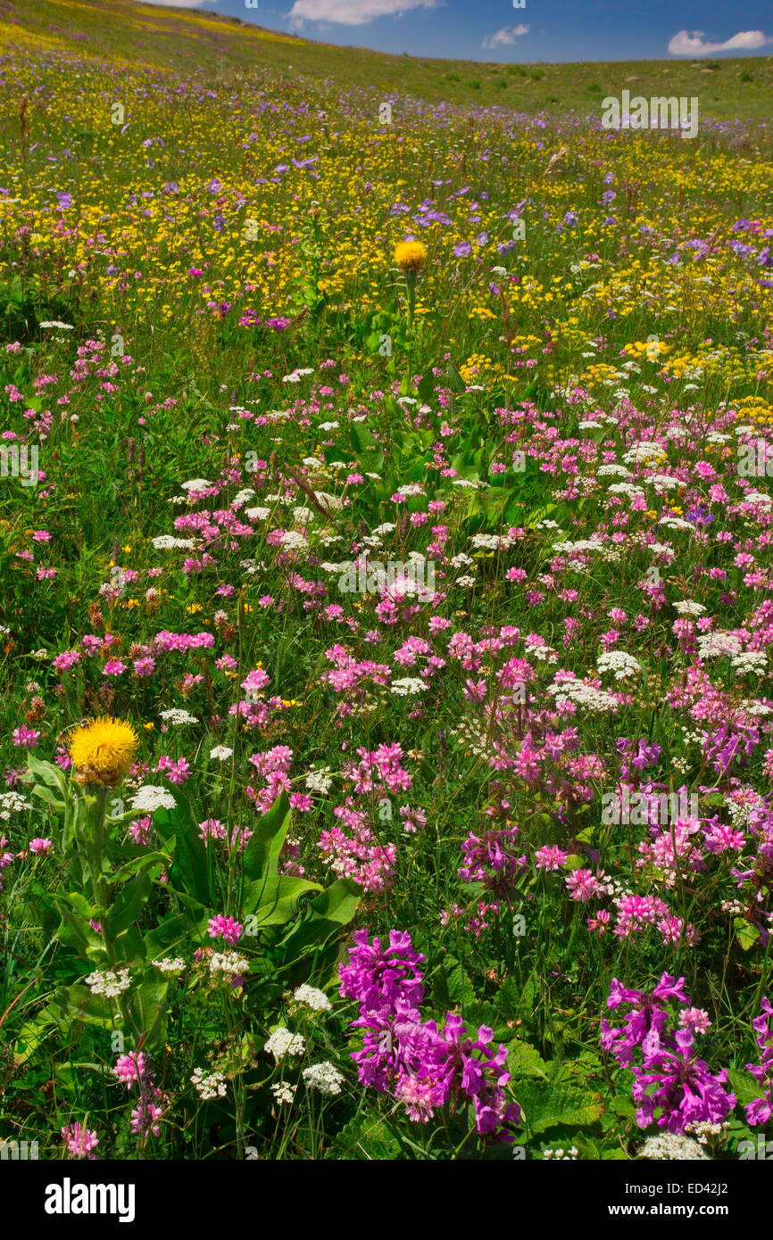 Spectacularly flowery grasslands at about 6500 feet (2000 m) on the Cam Pass, north-east Turkey Stock Photo