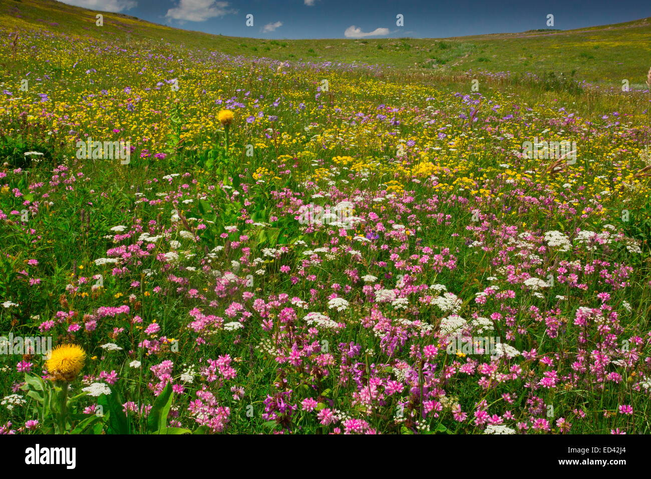 Spectacularly flowery grasslands at about 6500 feet (2000 m) on the Cam Pass, north-east Turkey Stock Photo