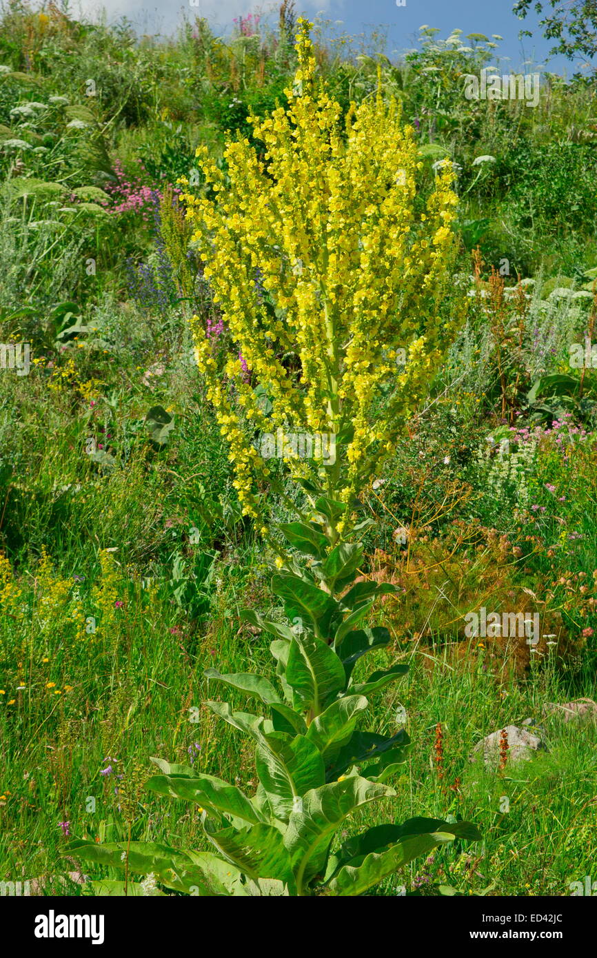 A tall branched Mullein, Verbascum speciosum, north-east Turkey Stock Photo