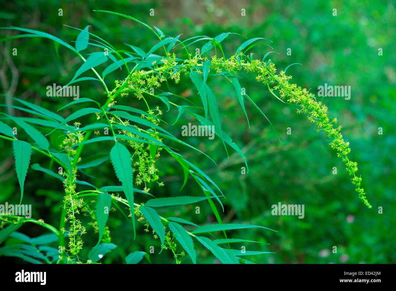 cardinal basil plant Organic Cardinal Basil Seeds (Ocimum basilicum)