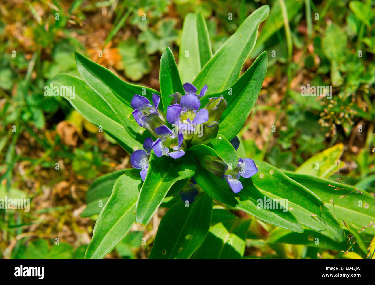 Cross Gentian, Gentiana cruciata in flower, with eggs of Mountain Alcon Blue butterfly scattered on them. Stock Photo