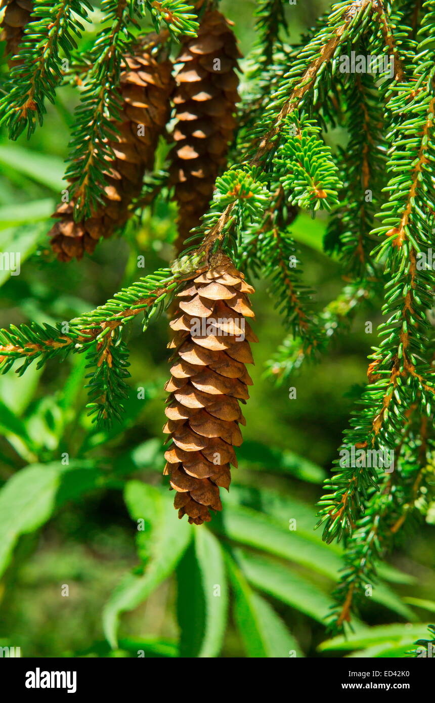 Pendulous cones of Oriental Spruce, Picea orientalis. Turkey Stock Photo