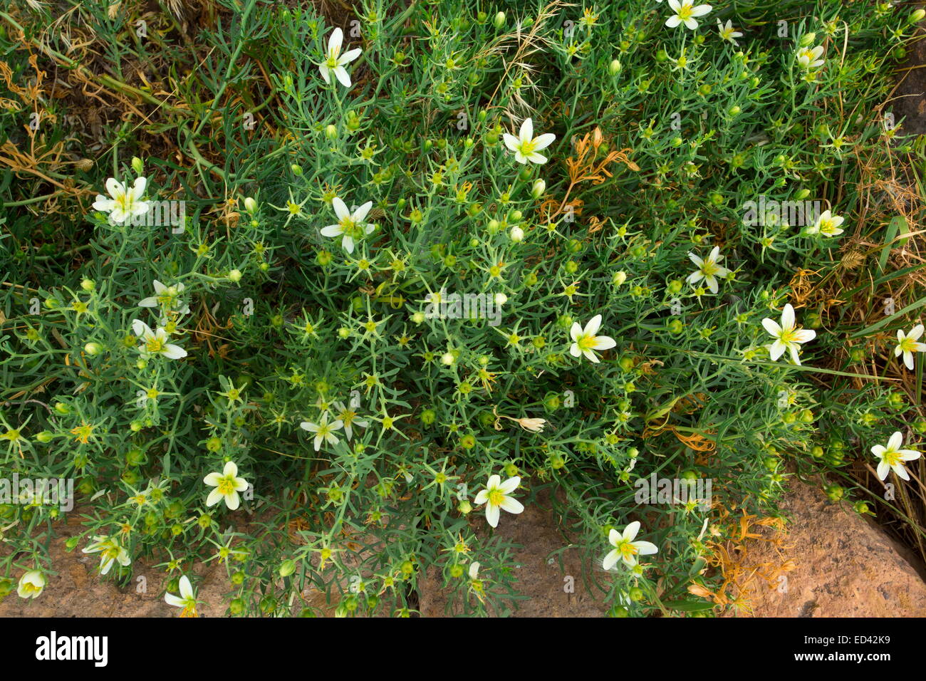 Syrian rue hi-res stock photography and images - Alamy