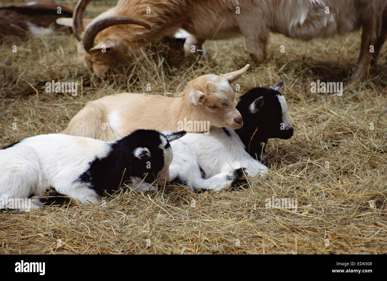 Three Goat babies sleeping on dry straw among adult goats Stock Photo