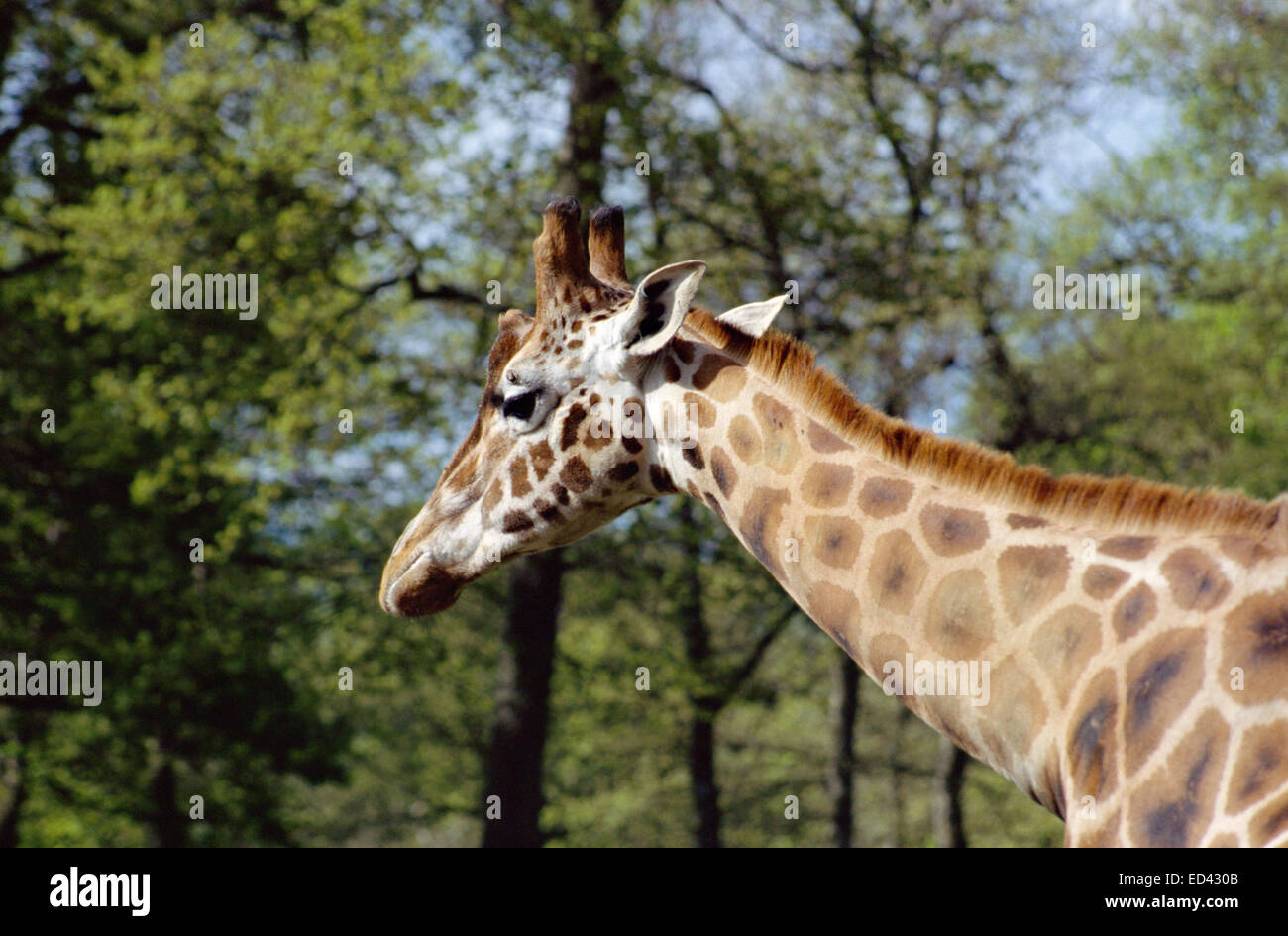 Giraffe's head and neck in front of trees and spring foliage Stock Photo