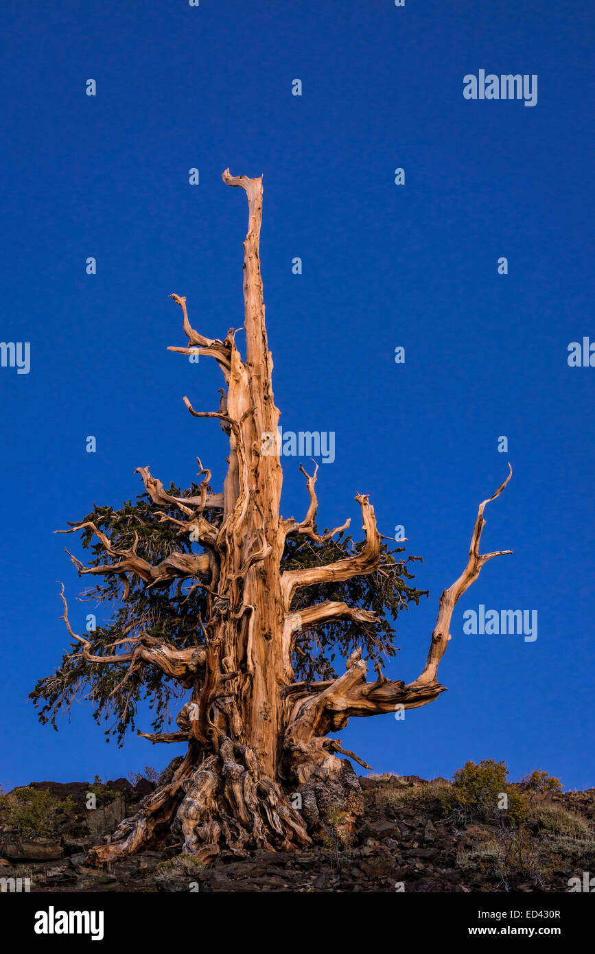 Bristlecone pine tree at dusk; Patriarch Grove, Ancient Bristlecone Pine Forest, California. Stock Photo