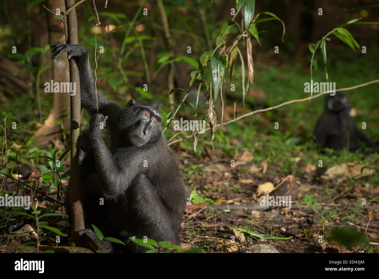 Environmental portrait of a Sulawesi black-crested macaque (Macaca nigra) in Tangkoko Nature Reserve, North Sulawesi, Indonesia. Stock Photo