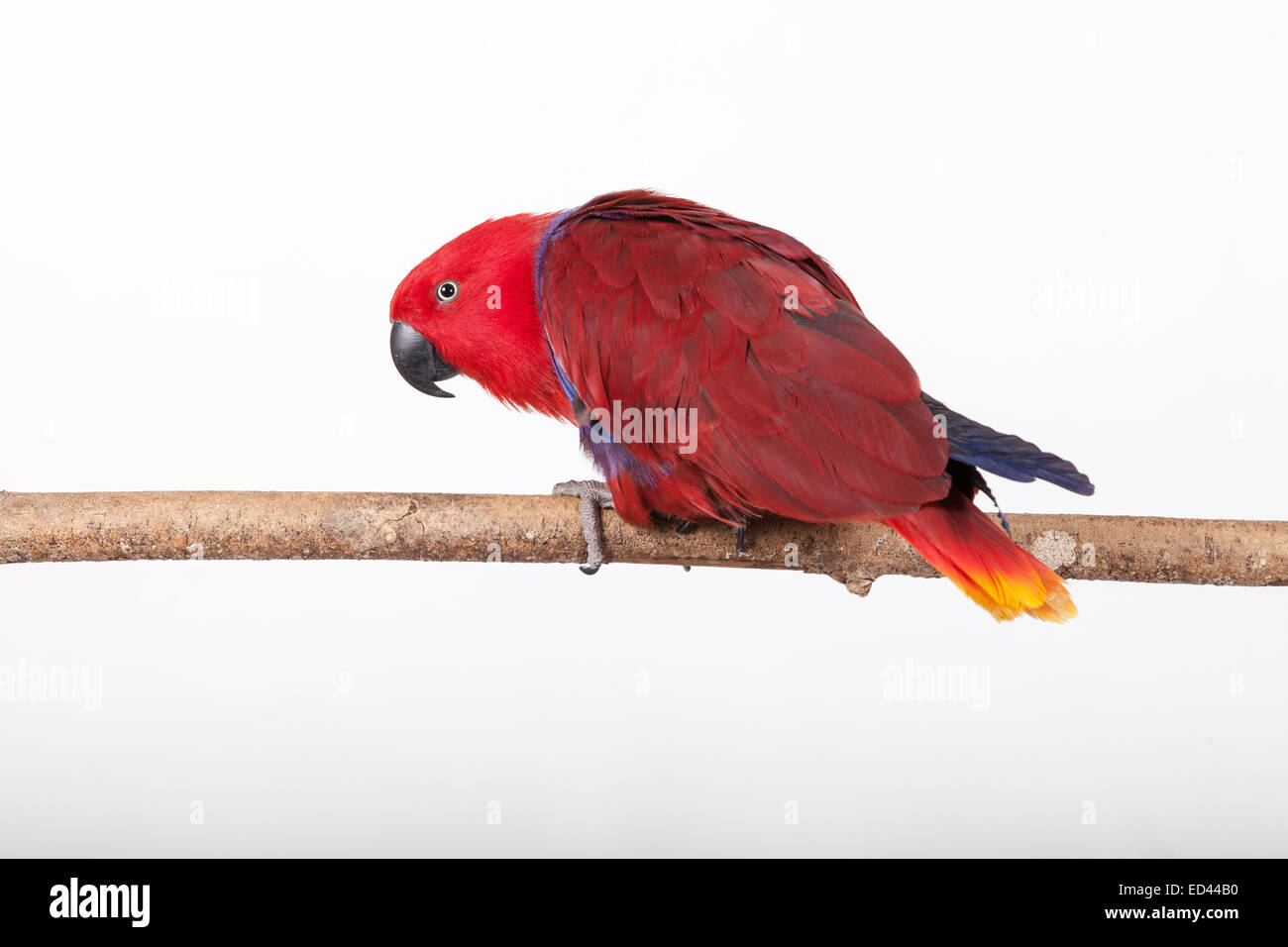 Female Eclectus parrot stood on a natural perch against white background.  You can see her yellow strip on her tail. Stock Photo