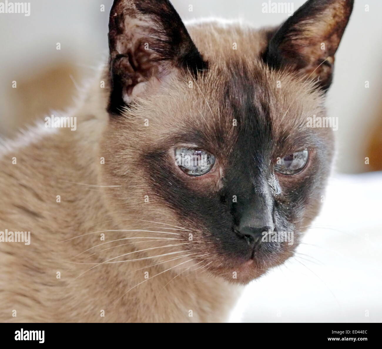 Siamese Cat With Green Eyes Best Cat Wallpaper