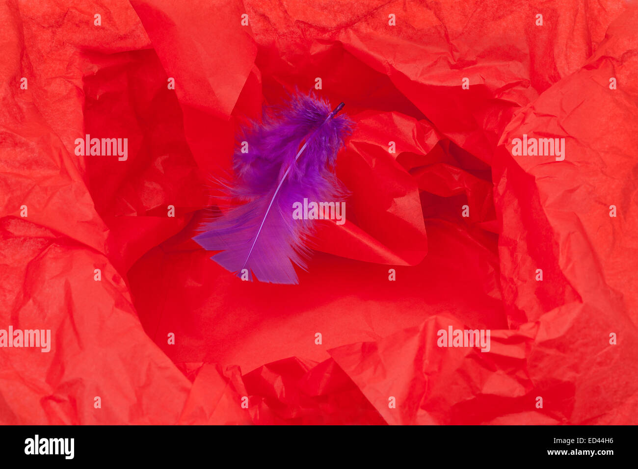 Red gift paper and violet feather - background Stock Photo