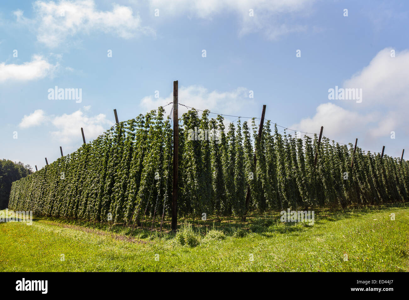 Agricultural field with hops crop in a sunny day Stock Photo